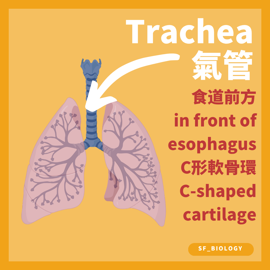 氣管位於食道前方並由不完整的 C 形軟骨環支撐