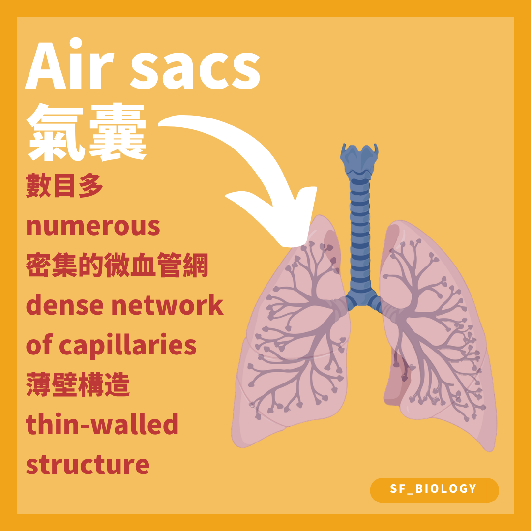 肺泡數量多而壁薄並由密集毛細血管包圍