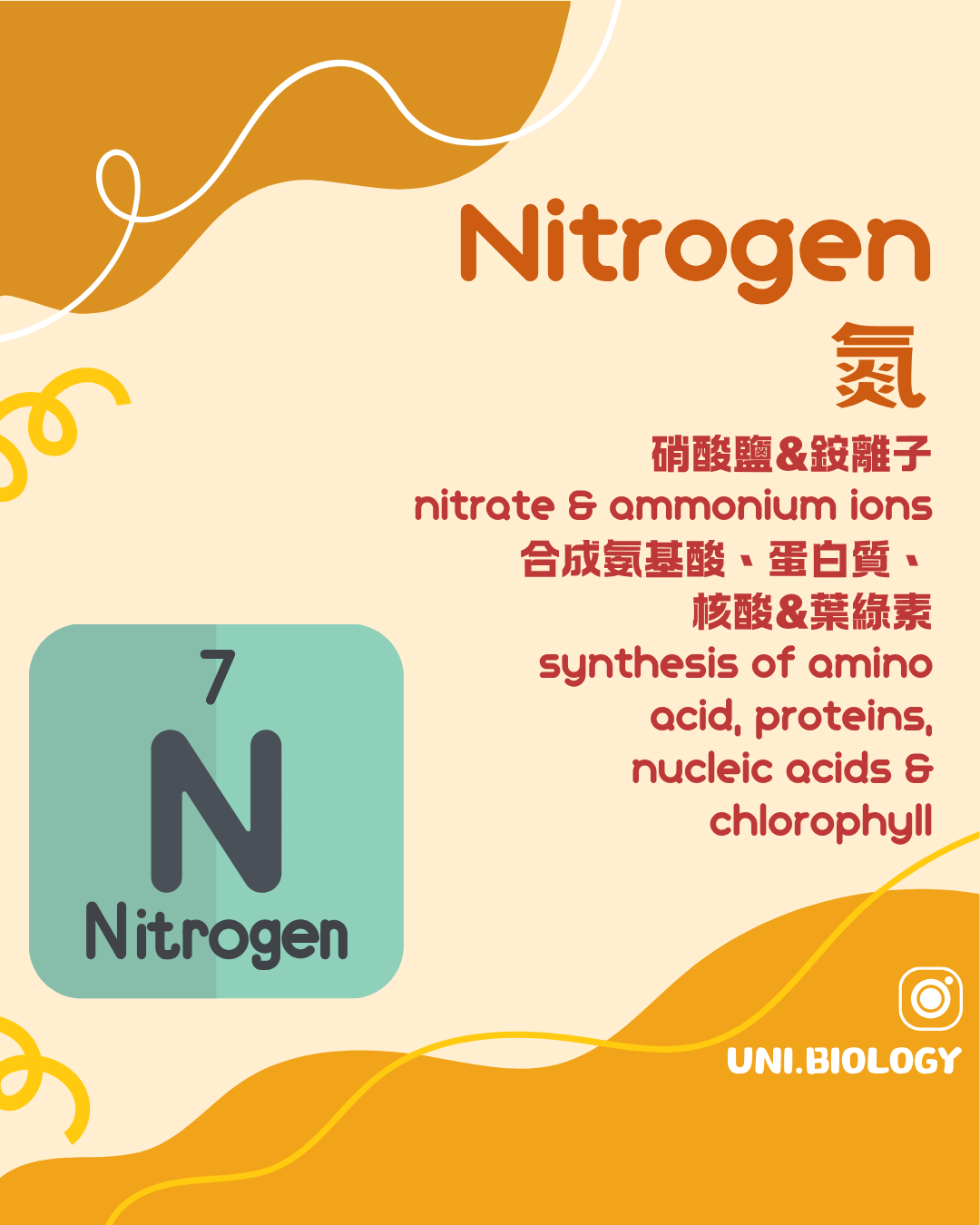 植物以硝酸根或銨離子吸收氮並合成氨基酸及含氮化合物