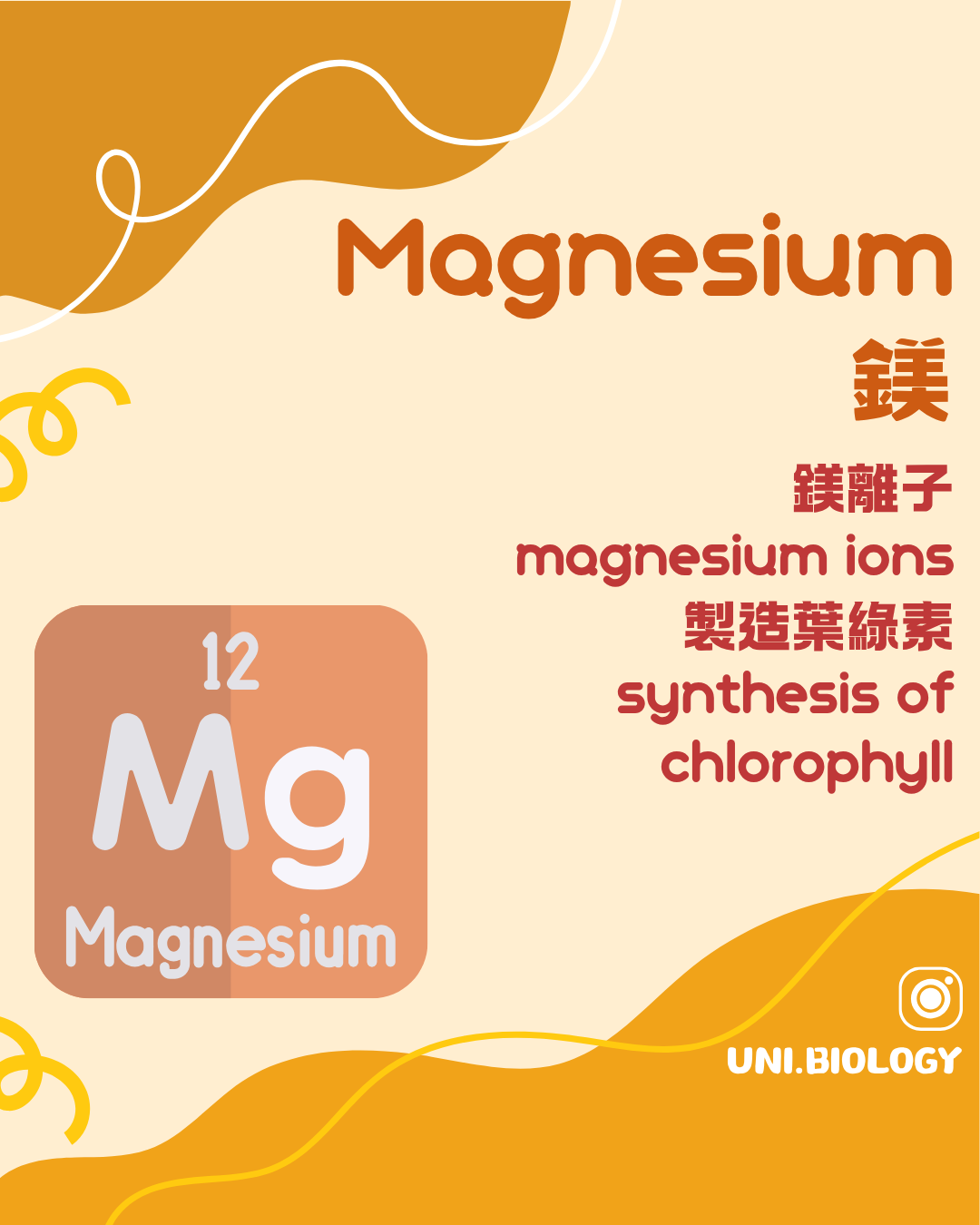 鎂離子是葉綠素分子的中央元素並參與多種酵素反應