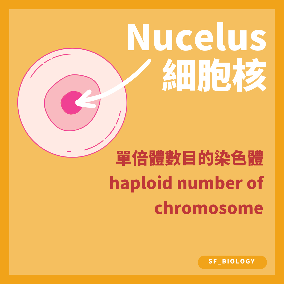 卵細胞核含單倍體數目的染色體並在受精時與精核結合