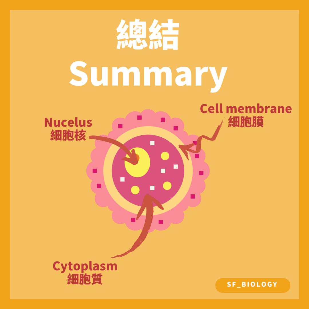 卵細胞的細胞膜細胞質及細胞核位置總結