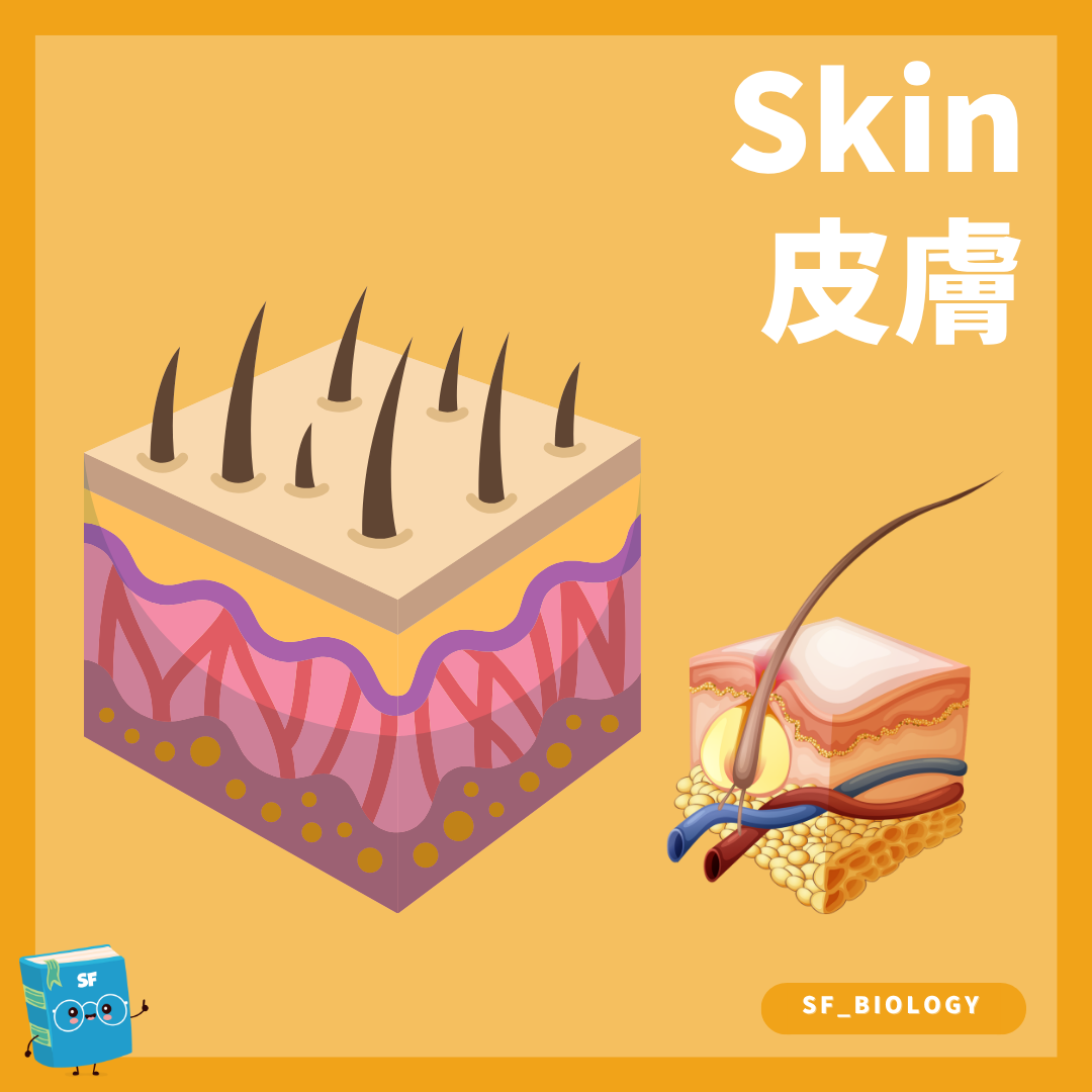皮膚橫切面毛囊皮脂腺汗腺及血管概念圖