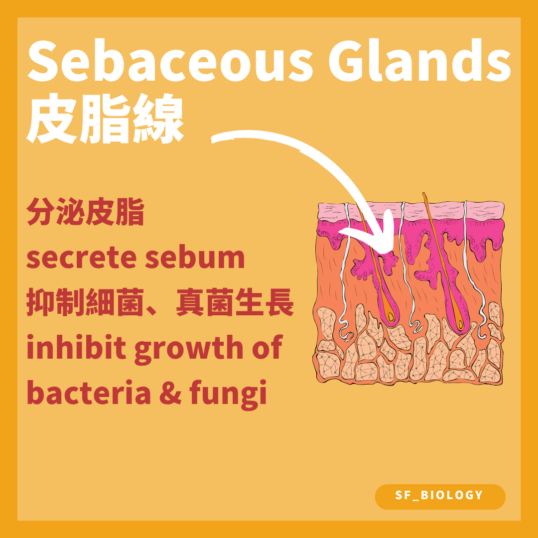 皮脂腺把皮脂分泌到毛囊並幫助潤滑皮膚和毛髮