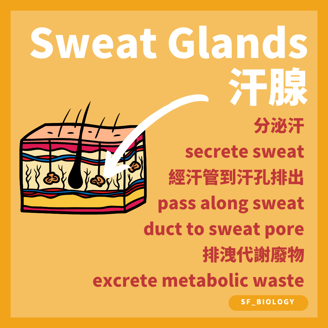 汗腺產生汗液並經汗管由汗孔排到皮膚表面