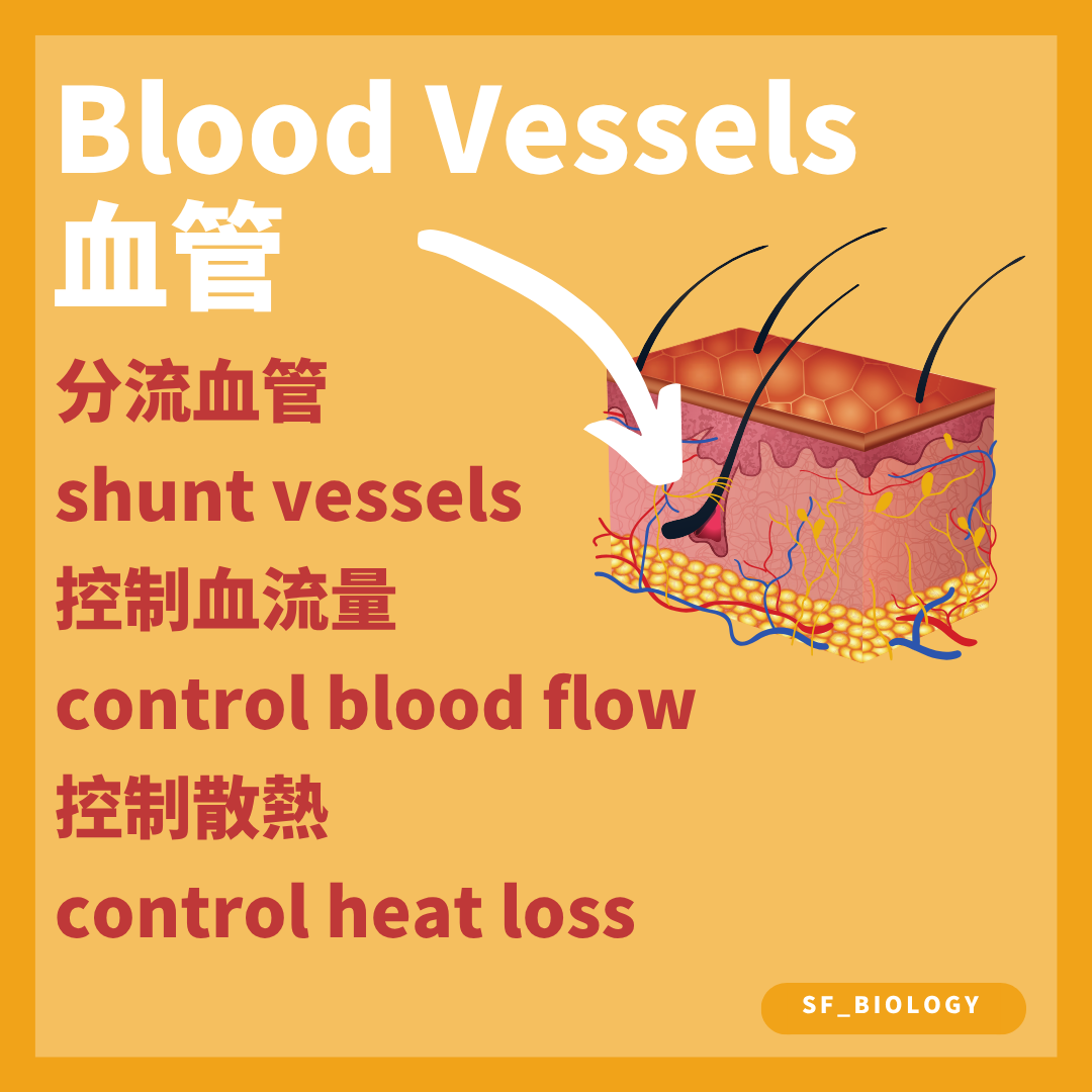 皮膚血管及動靜脈吻合調節表面血流和熱量散失