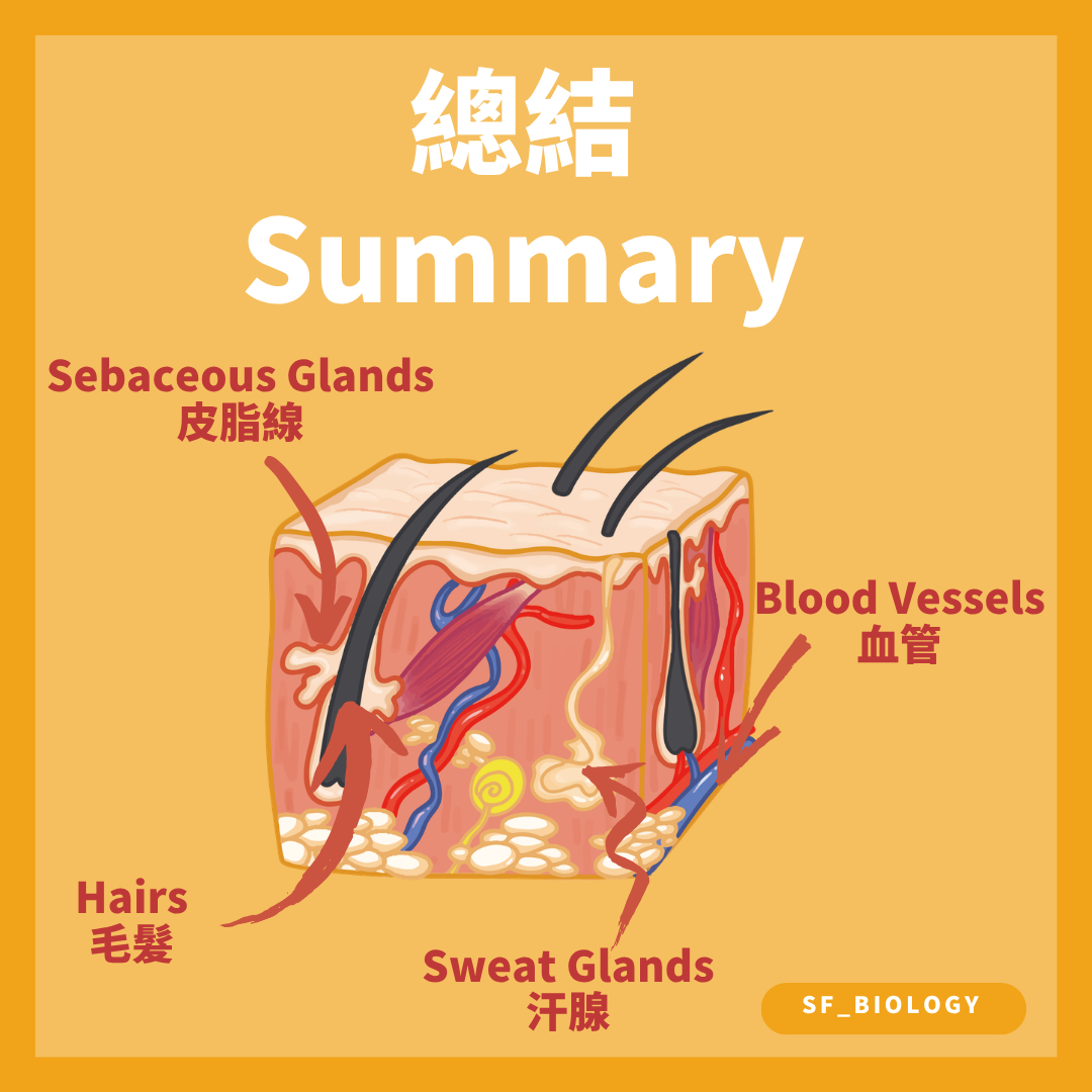 皮膚毛髮皮脂腺汗腺與血管位置總結
