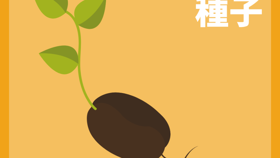 雙子葉種子萌發及幼苗生長概念圖