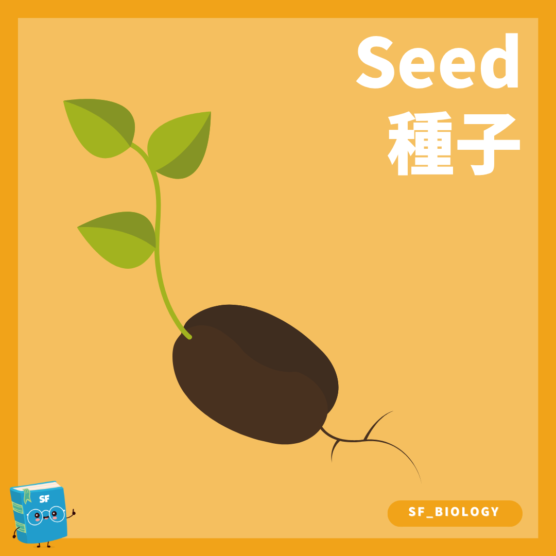 雙子葉種子萌發及幼苗生長概念圖