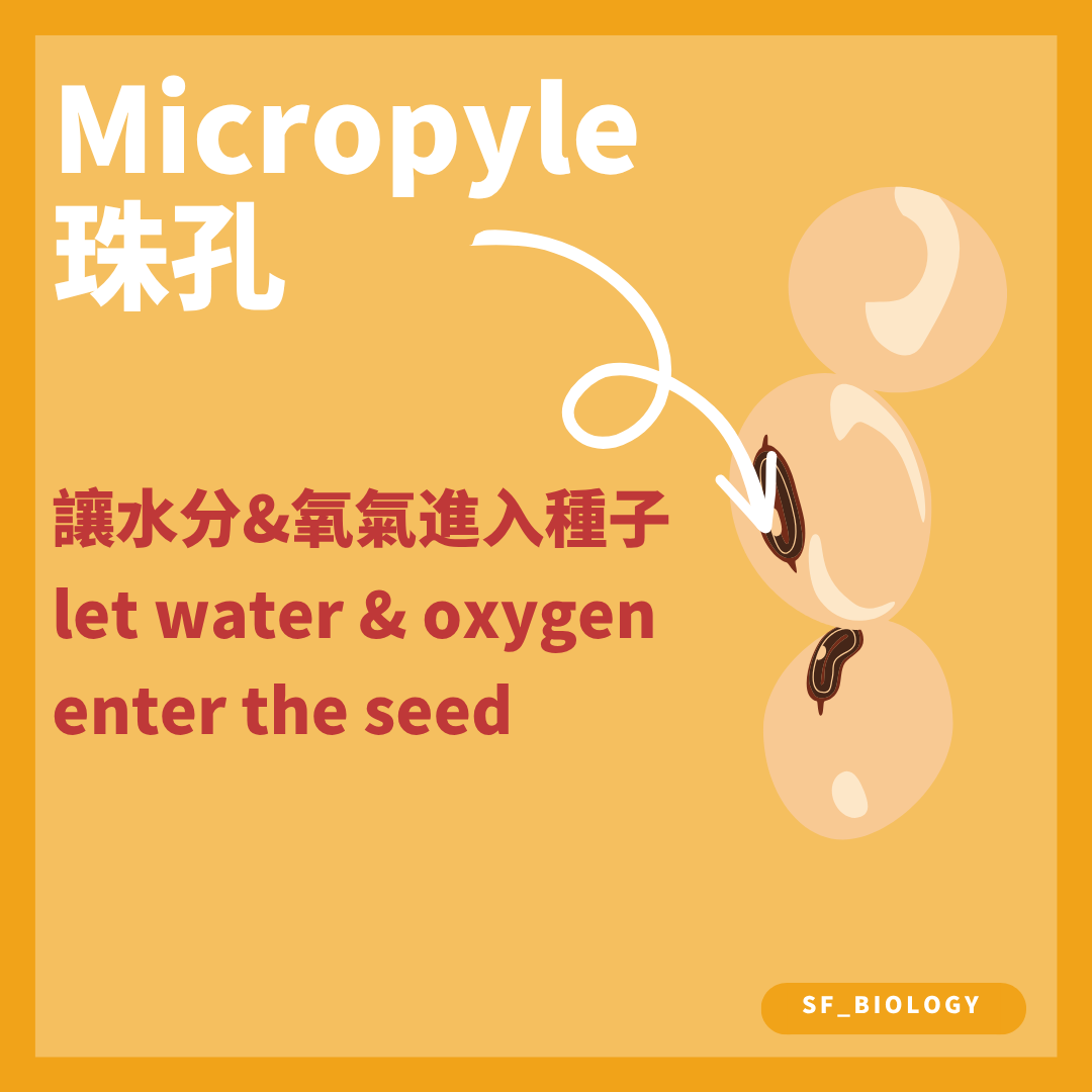 珠孔讓水和氧氣在萌發初期進入種子