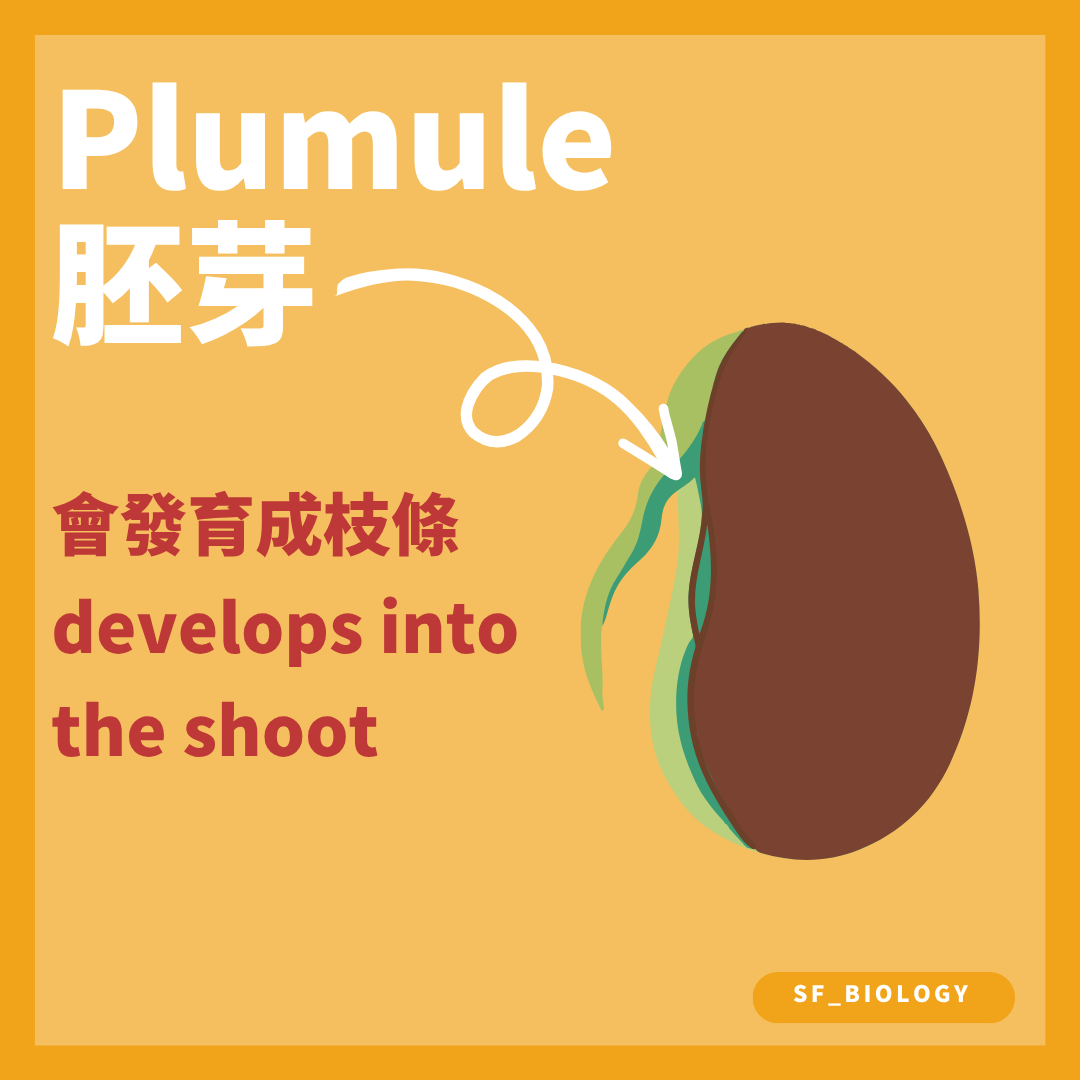 胚芽在種子萌發後發育成幼苗的莖和葉