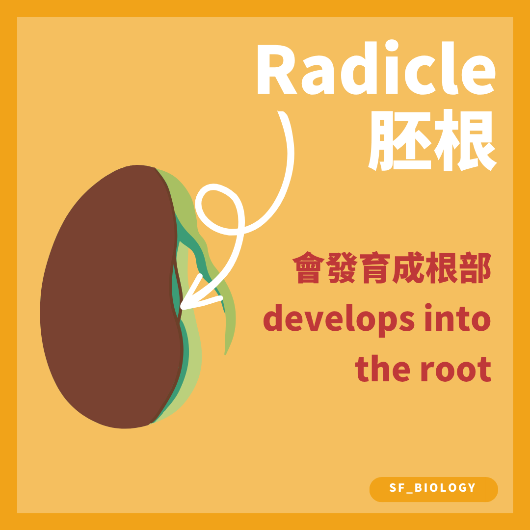 胚根首先伸出並發育成根系