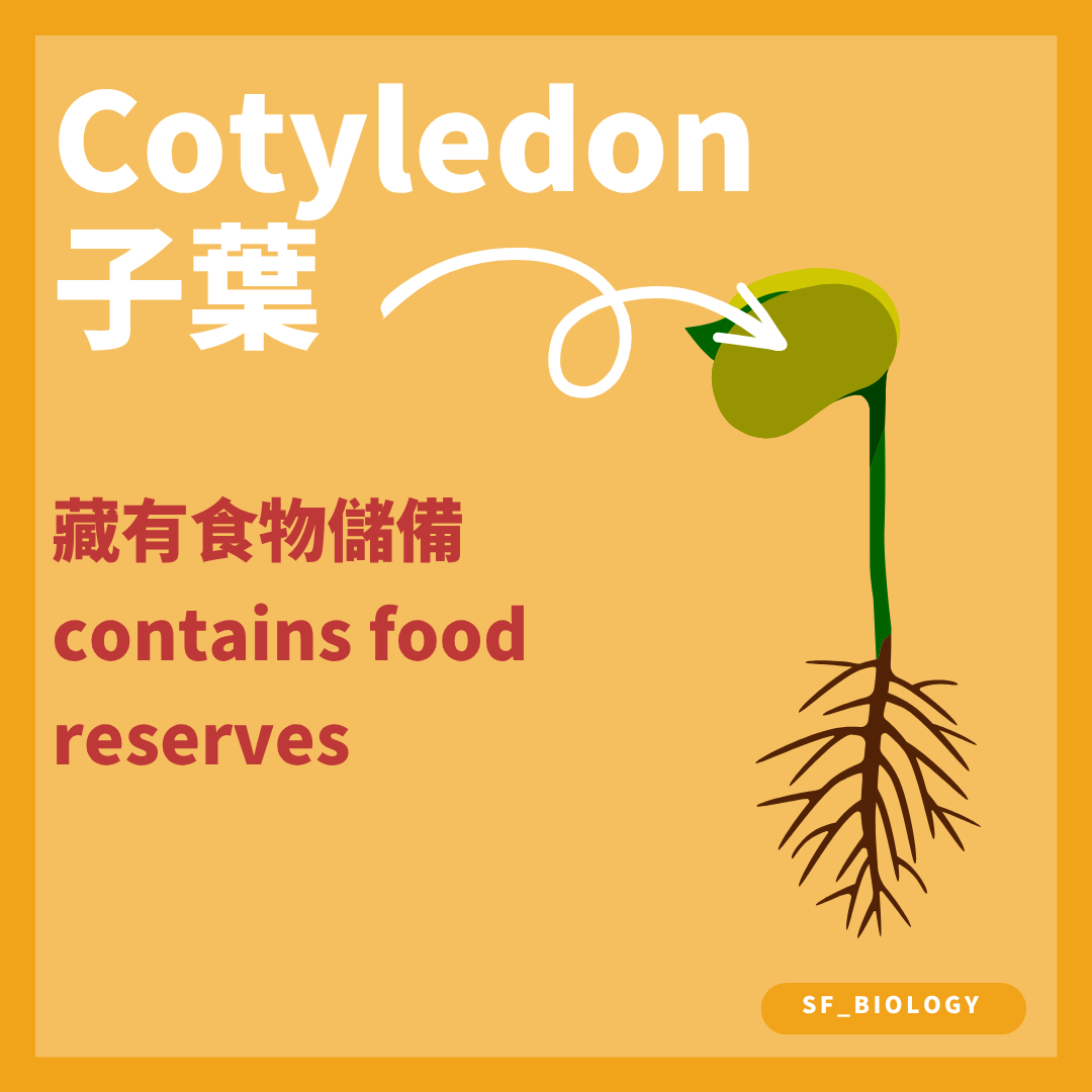 雙子葉種子的子葉儲存或吸收食物供胚使用