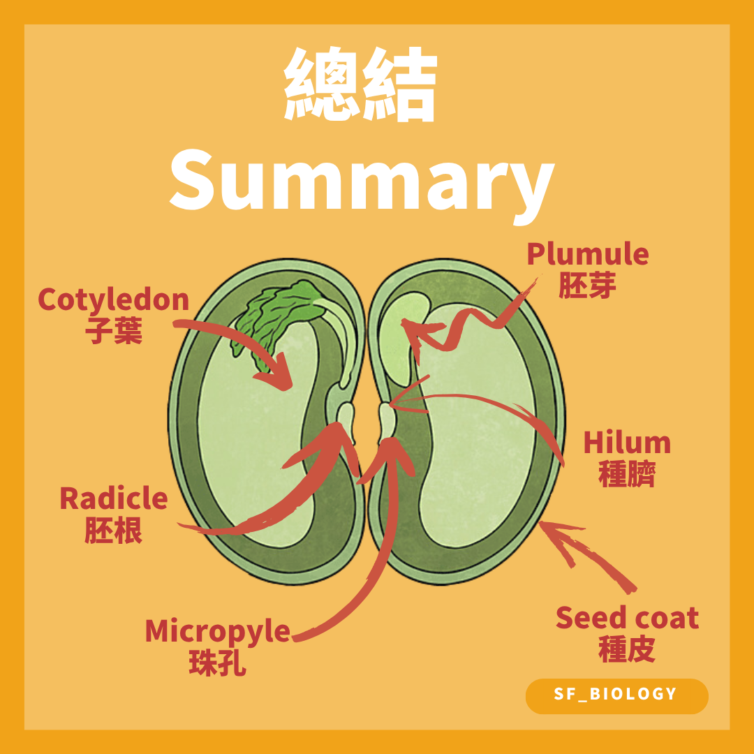 雙子葉種子種皮珠孔種臍子葉胚根及胚芽位置總結