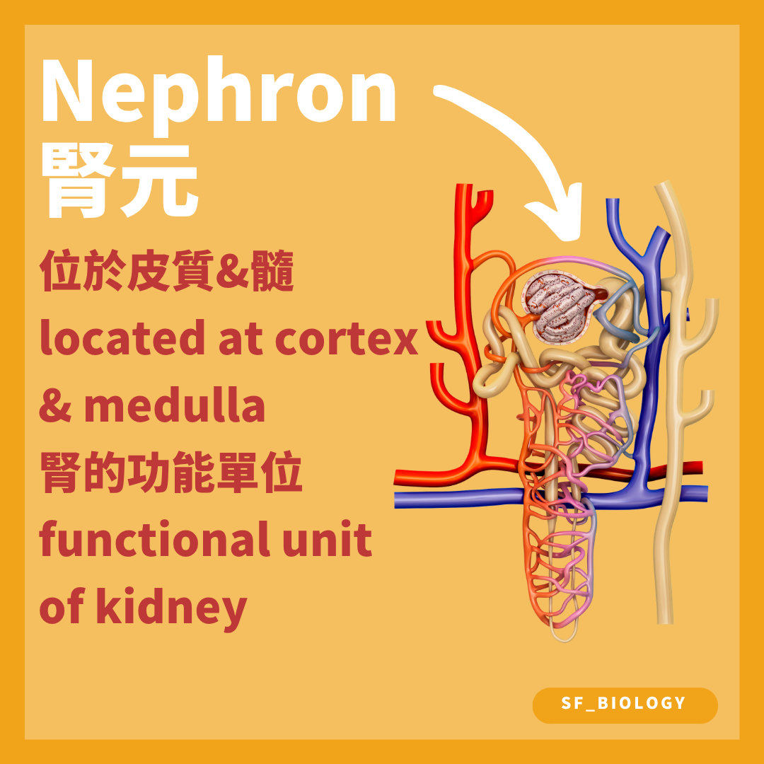 腎元橫跨皮質與髓質並是腎臟的功能單位