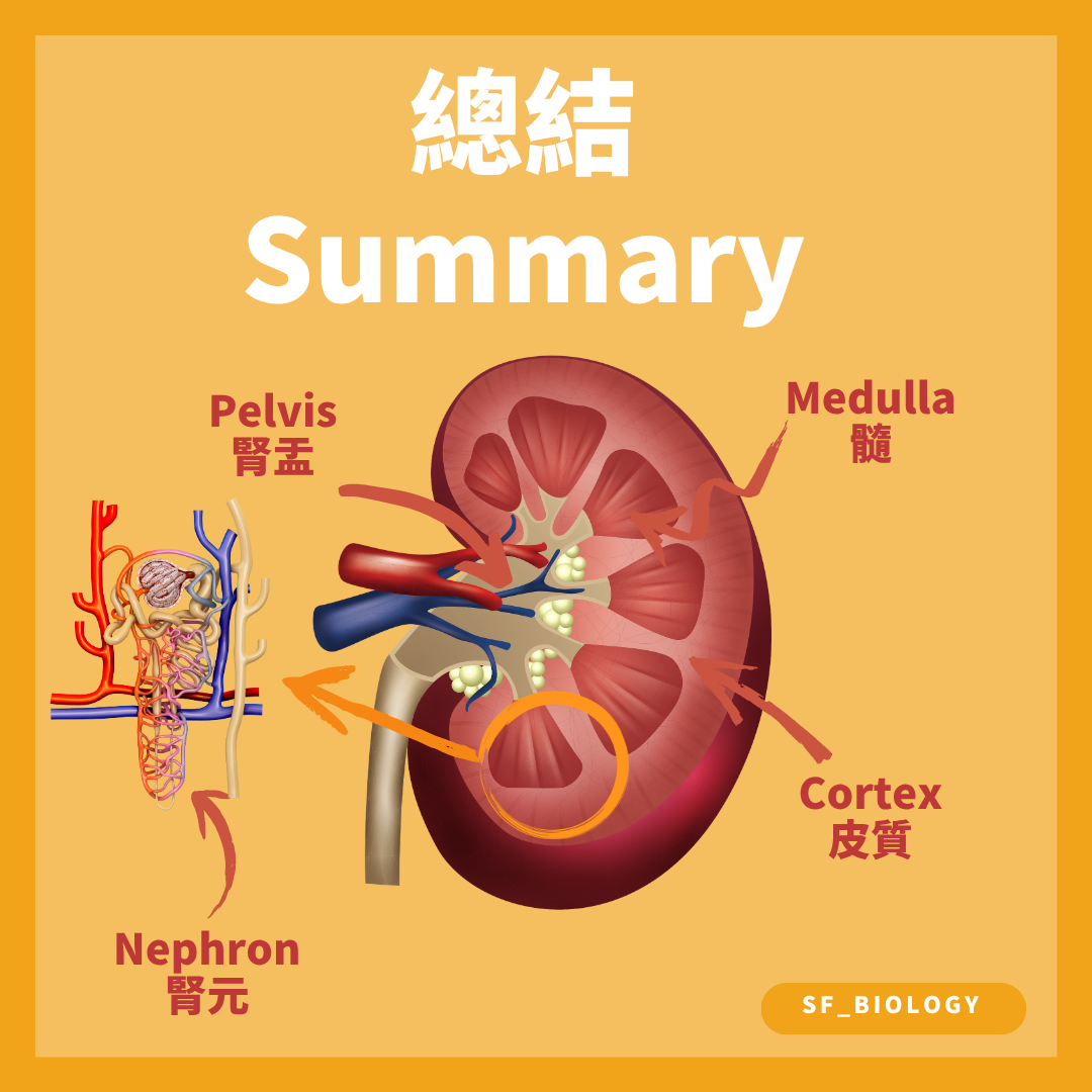 腎臟皮質髓質腎盂及腎元位置總結