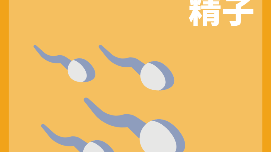 人類精子頭部中段與尾部結構概念圖