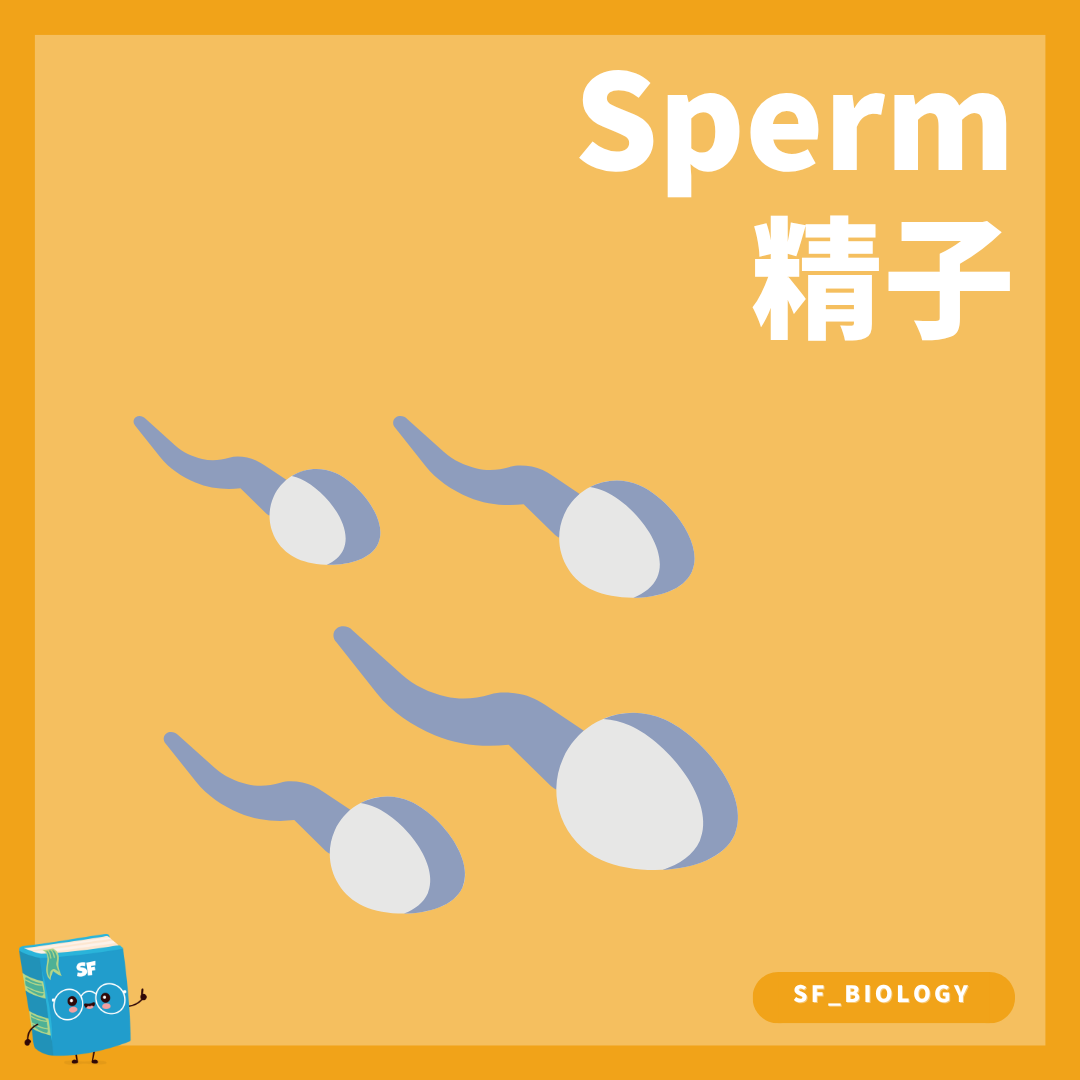 人類精子頭部中段與尾部結構概念圖