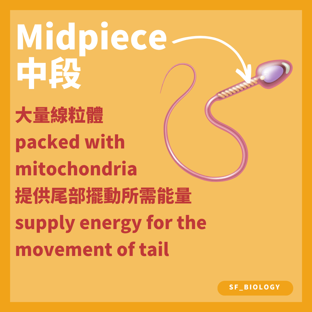 精子中段含大量線粒體並供應鞭毛運動所需 ATP