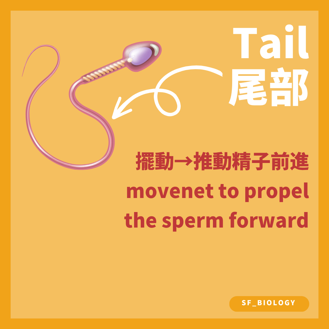 精子鞭毛擺動產生推進力讓精子向前游動