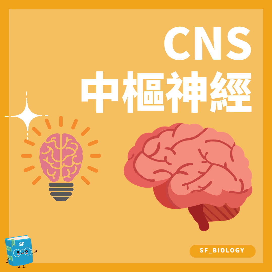 中樞神經系統大腦小腦延髓與脊髓概念圖