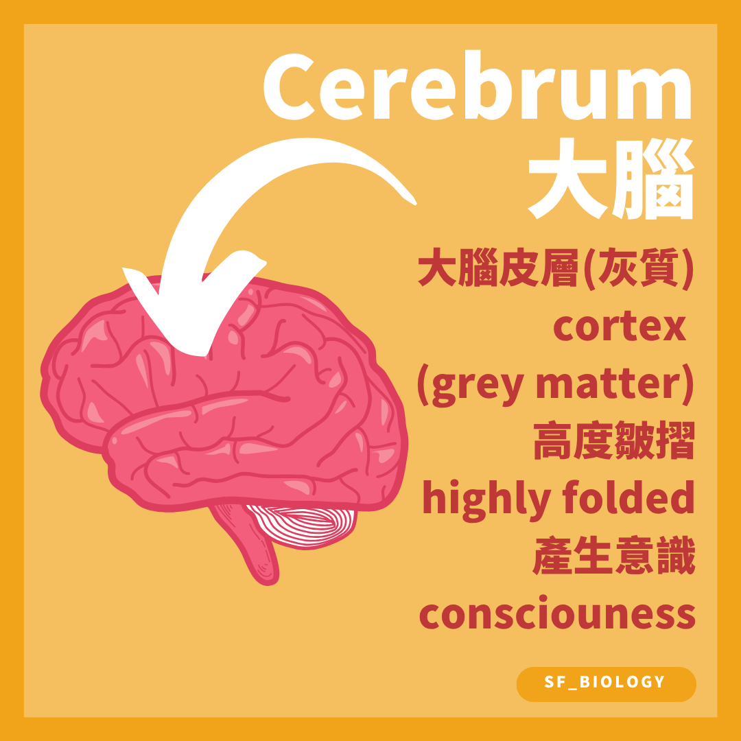 大腦皮層高度摺疊並參與感覺整合隨意運動認知及意識
