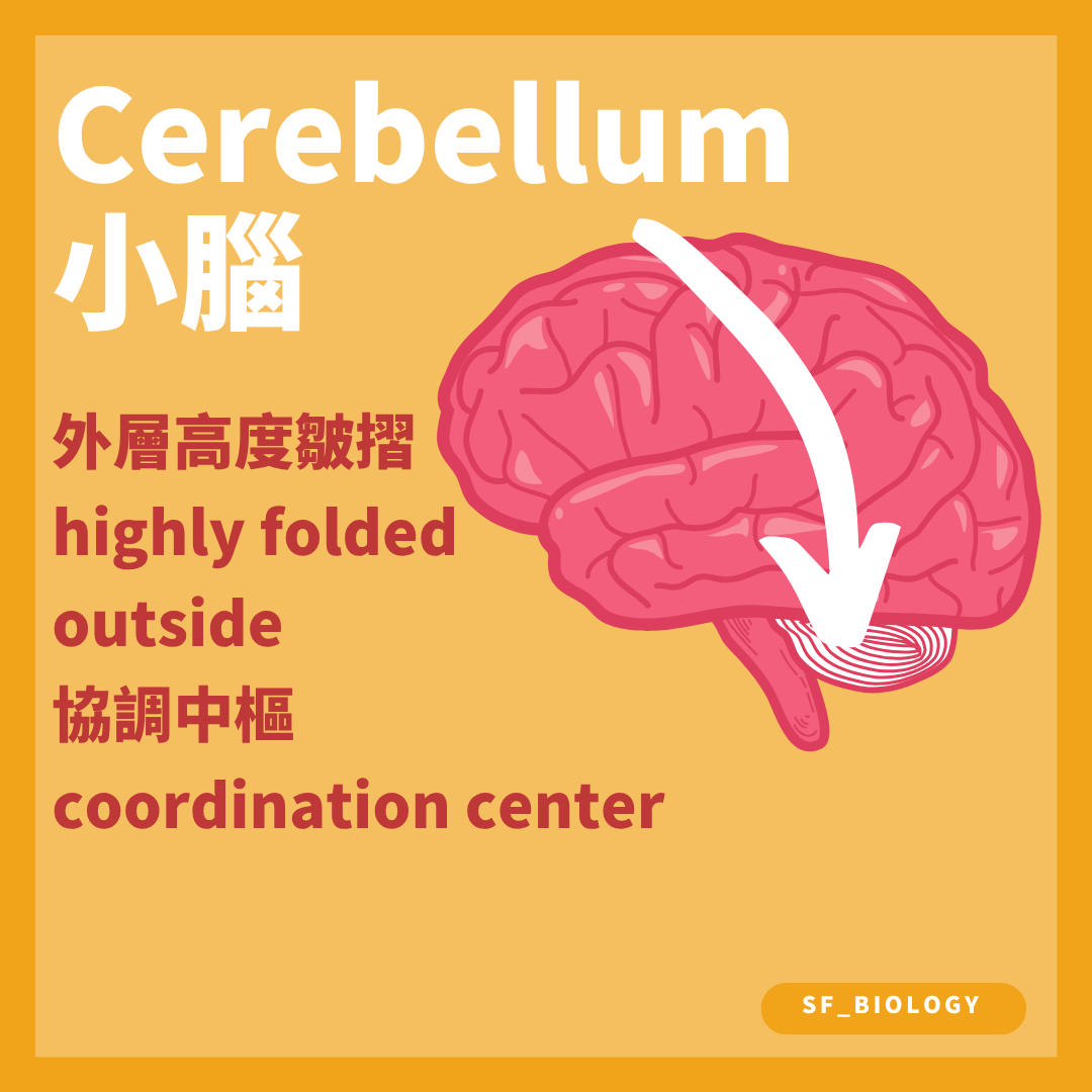 小腦協調骨骼肌活動並參與平衡姿勢與運動學習