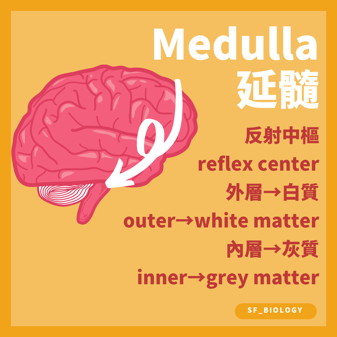 延髓調節呼吸心血管及吞嚥等重要自律反射
