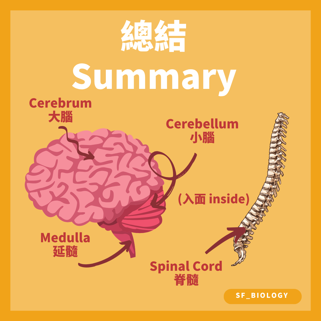中樞神經系統大腦小腦延髓及脊髓位置總結