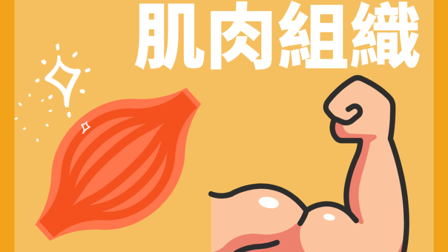 骨骼肌收縮及手臂關節運動概念圖