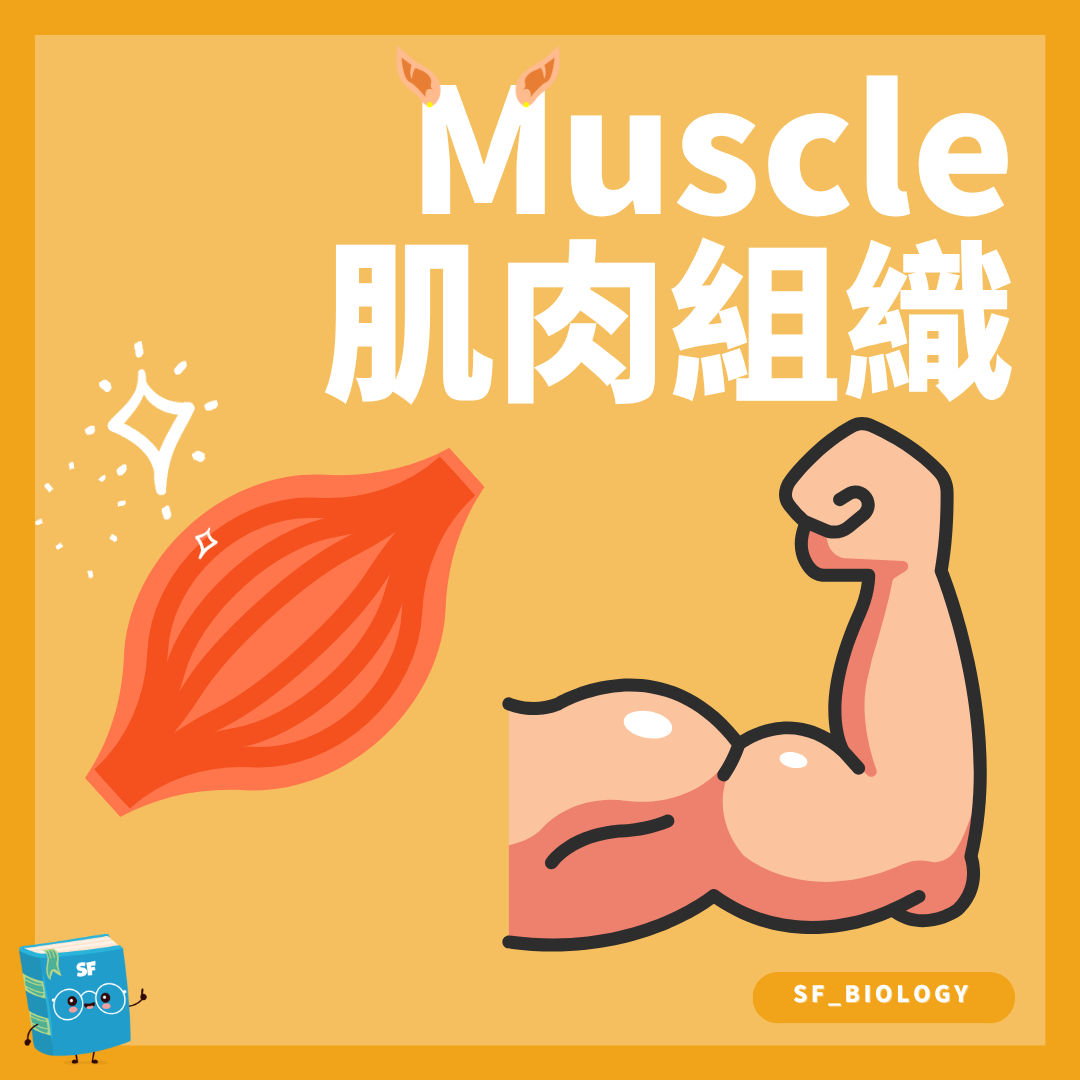 骨骼肌收縮及手臂關節運動概念圖
