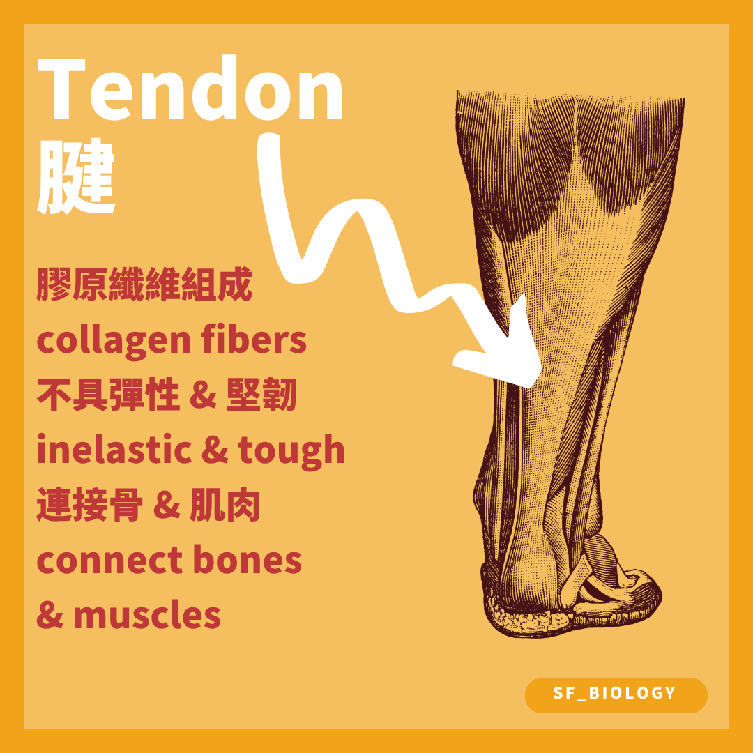 肌腱由緻密膠原纖維組成並把骨骼肌拉力傳到骨