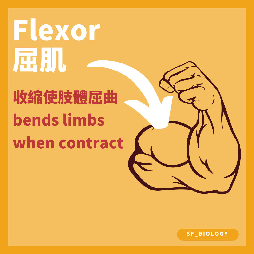屈肌收縮使關節屈曲而相對伸肌放鬆