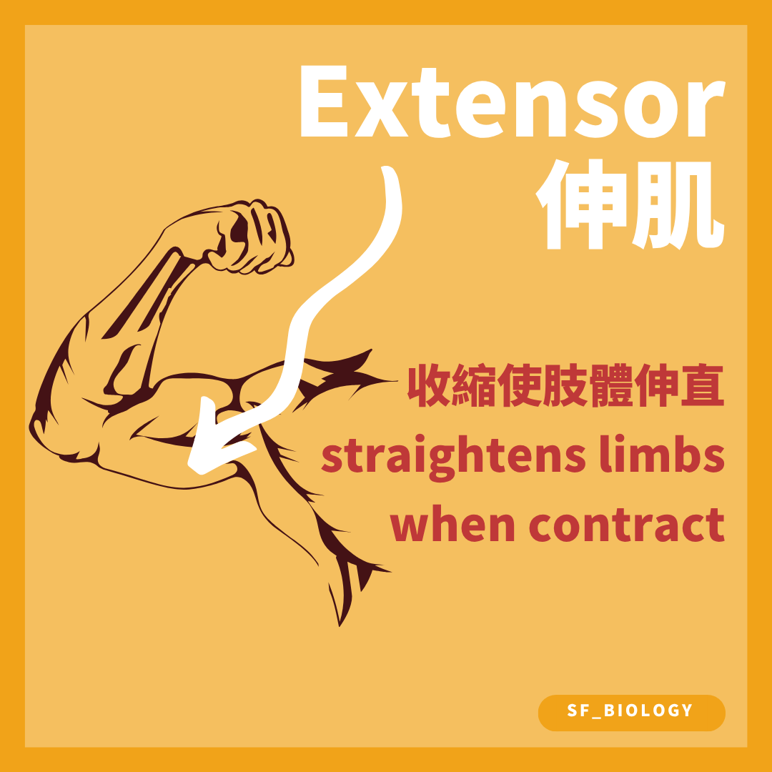 伸肌收縮使關節伸直而相對屈肌放鬆