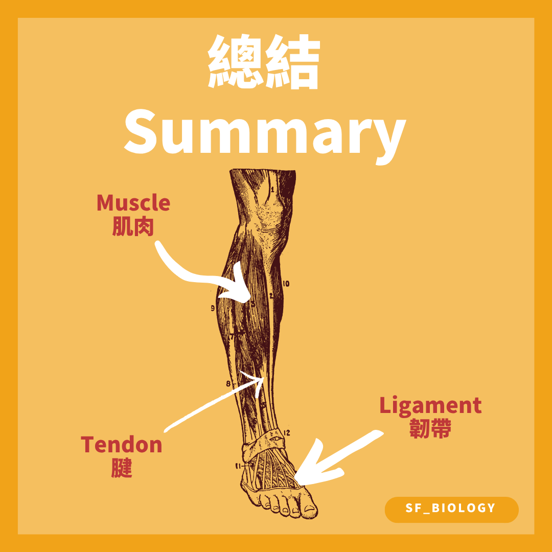 肌肉肌腱與韌帶在肢體中的相對位置