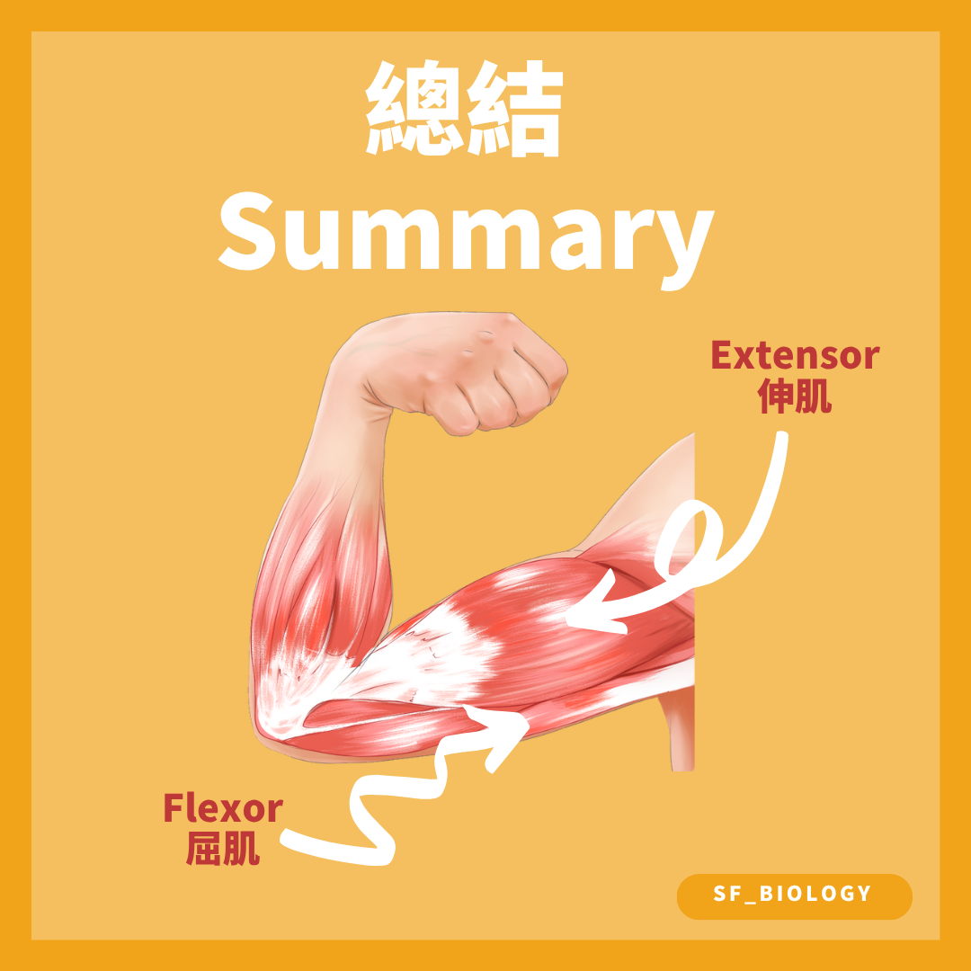 屈肌與伸肌以拮抗方式控制手臂關節運動