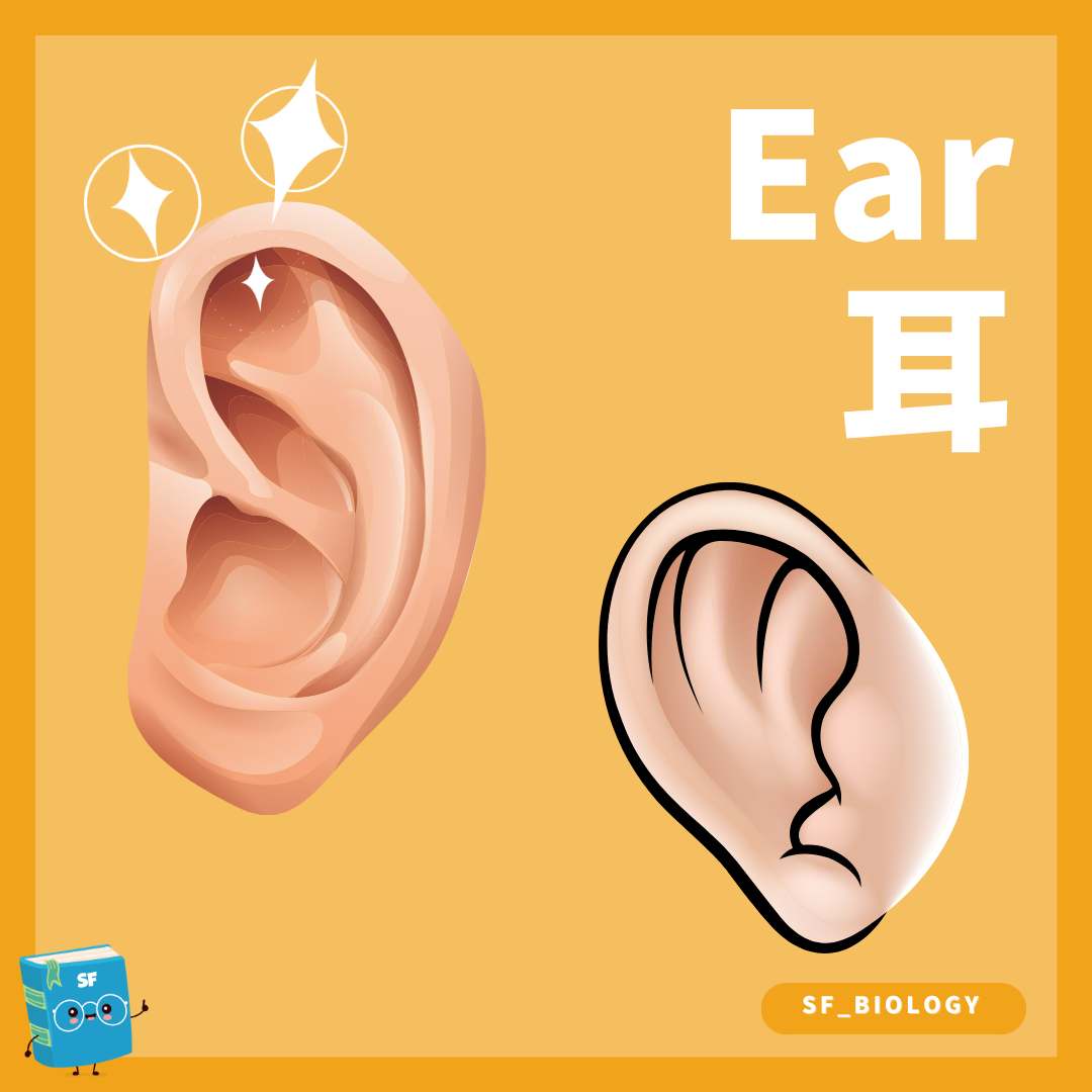 人耳外耳中耳與內耳結構概念圖