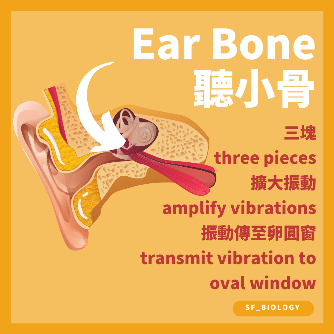 錘骨砧骨及鐙骨把耳膜振動傳到卵圓窗並提高壓力