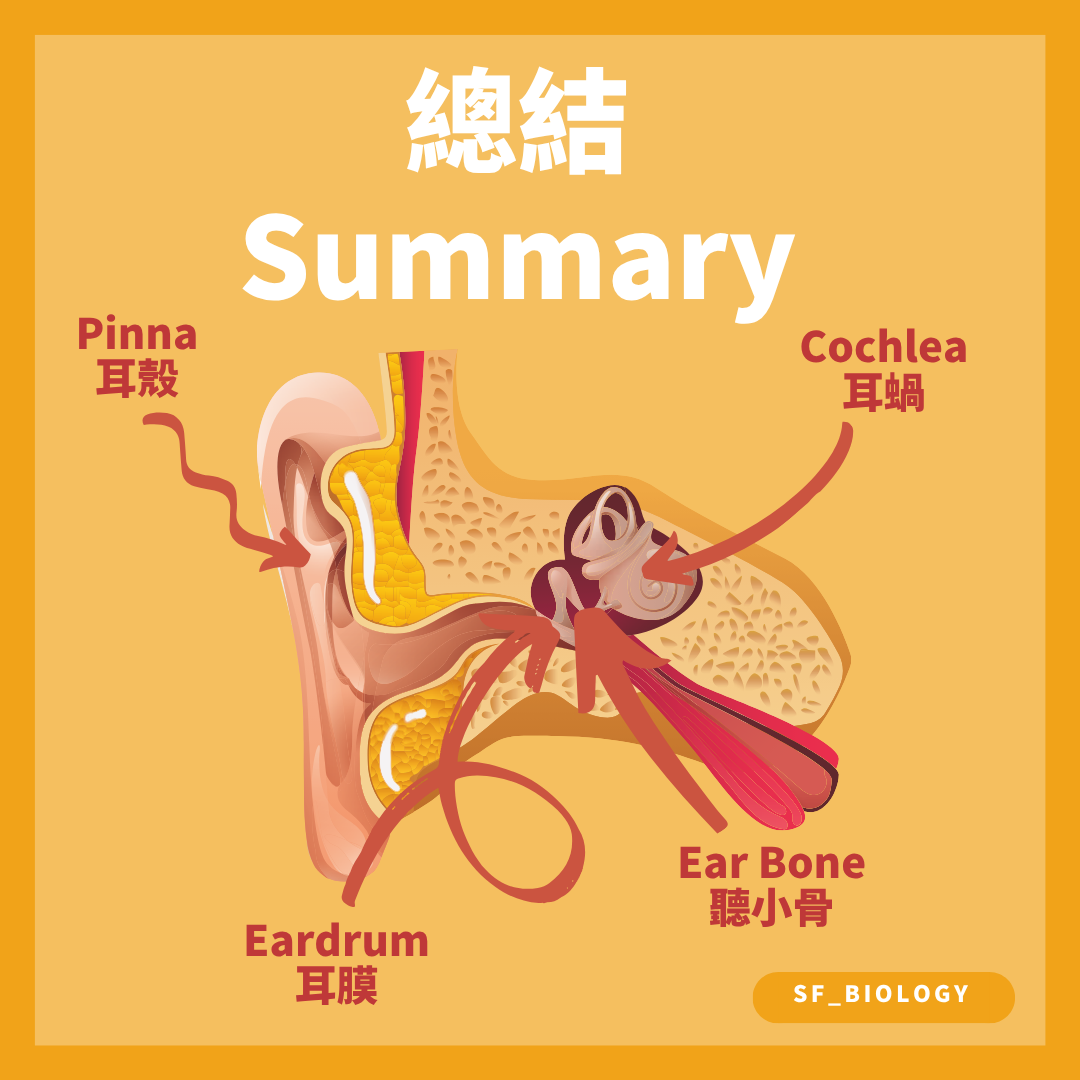 耳廓耳膜聽小骨及耳蝸位置總結