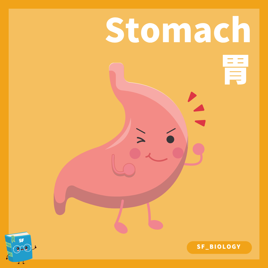 胃部外形與食道十二指腸連接概念圖