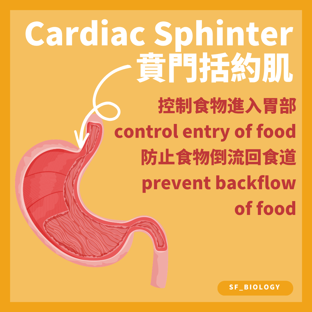 下食道括約肌在胃食道交界減少酸性胃內容物倒流