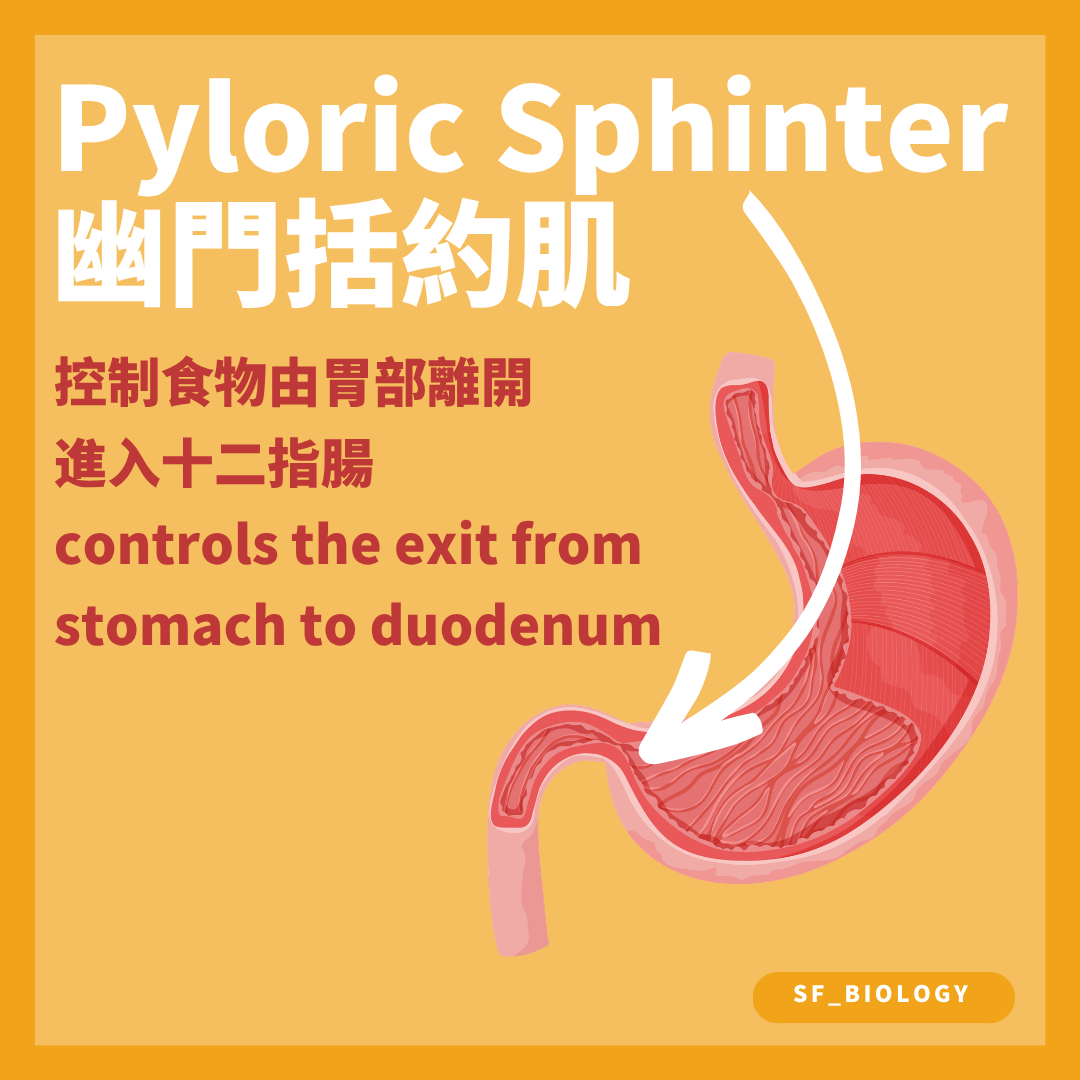 幽門括約肌控制食糜由胃逐少進入十二指腸