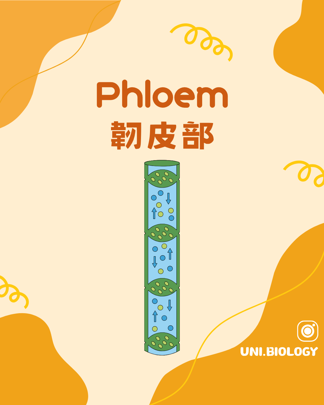 韌皮部篩管與篩板運送有機物概念圖