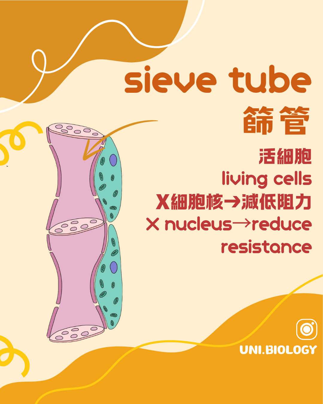 成熟篩管分子是活細胞但缺乏細胞核及大部分細胞器
