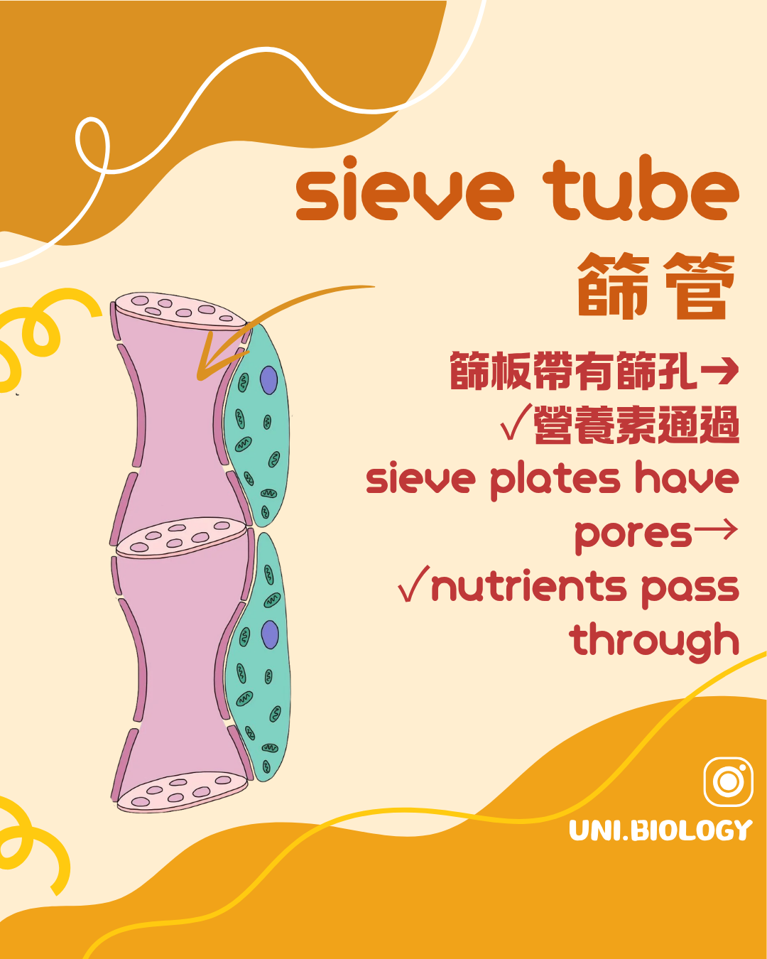 篩板具有篩孔讓韌皮部汁液在相鄰篩管分子之間流動