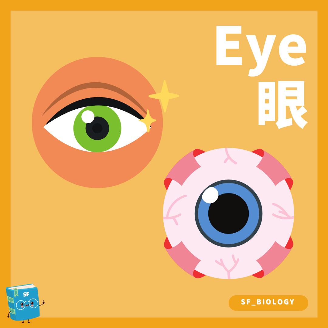 人眼外觀及眼球主要結構概念圖