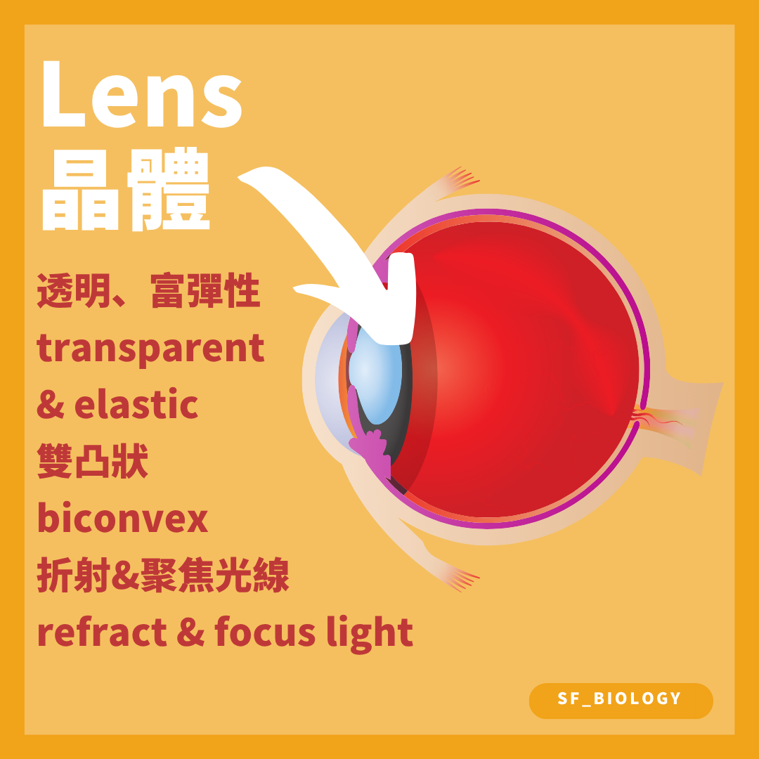 透明雙凸晶體改變曲率以把遠近物像聚焦在視網膜