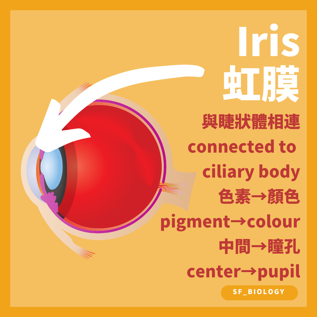 虹膜的環狀及輻射肌調節瞳孔大小和入光量