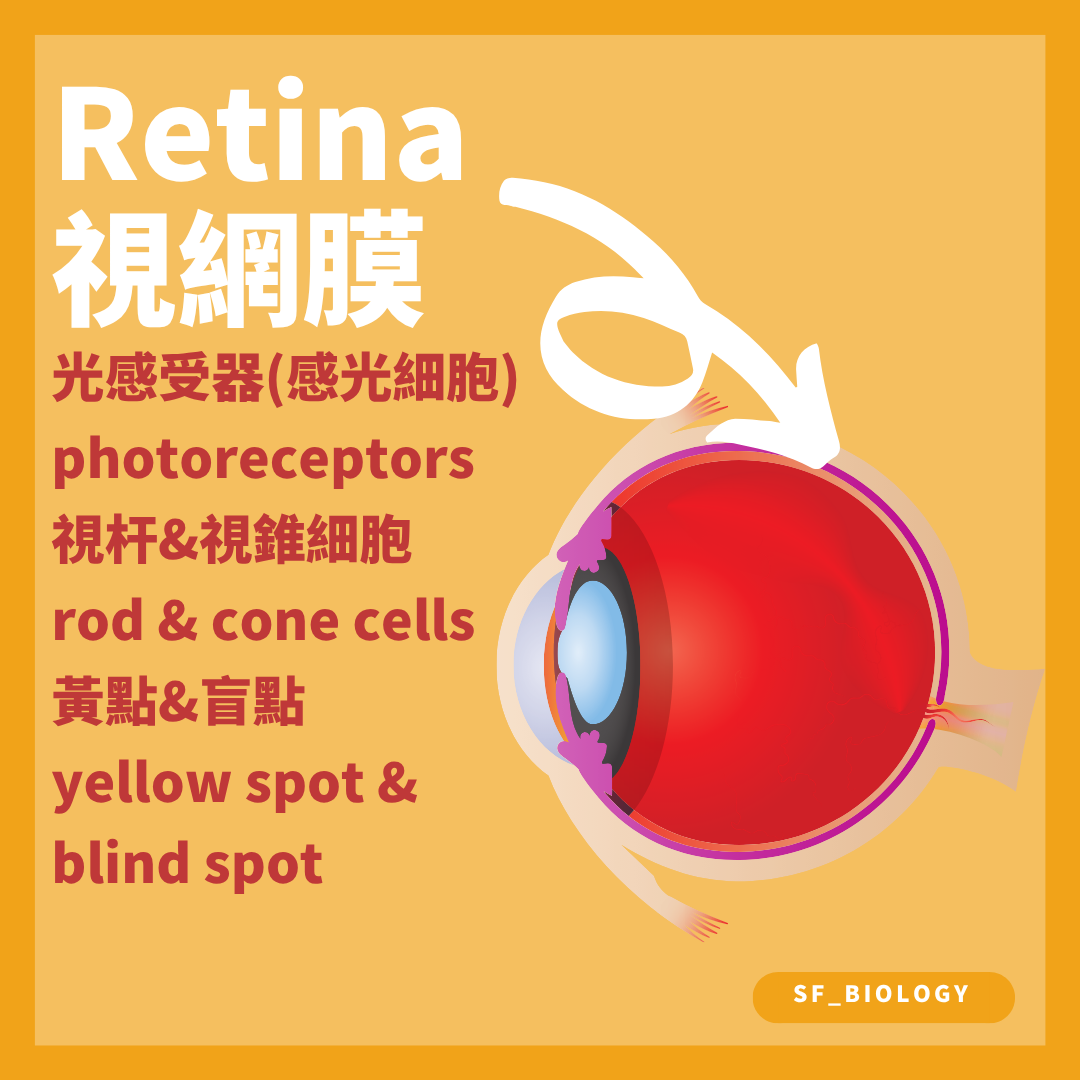 視網膜含視桿和視錐細胞而黃斑中央視力最敏銳