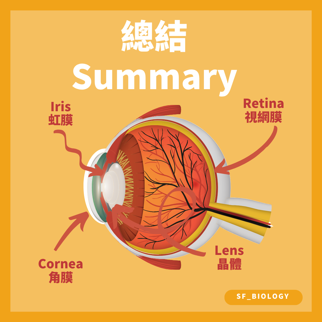 角膜虹膜晶體及視網膜位置總結